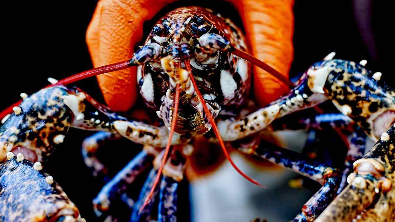 le homard sous pression