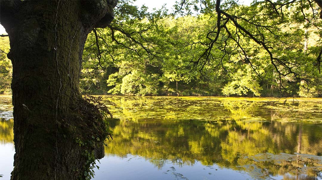 Etang du Verger