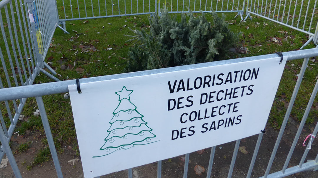 Récupération sapins de Noël