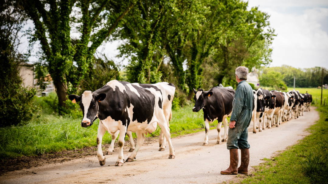 Production de lait à Ploemeur