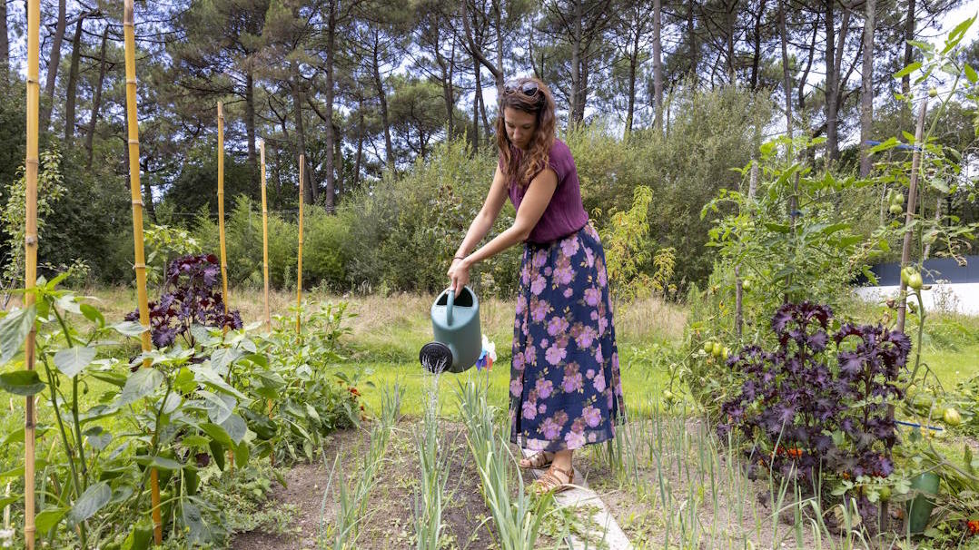 Arrosage de potager avec de l'eau de pluie