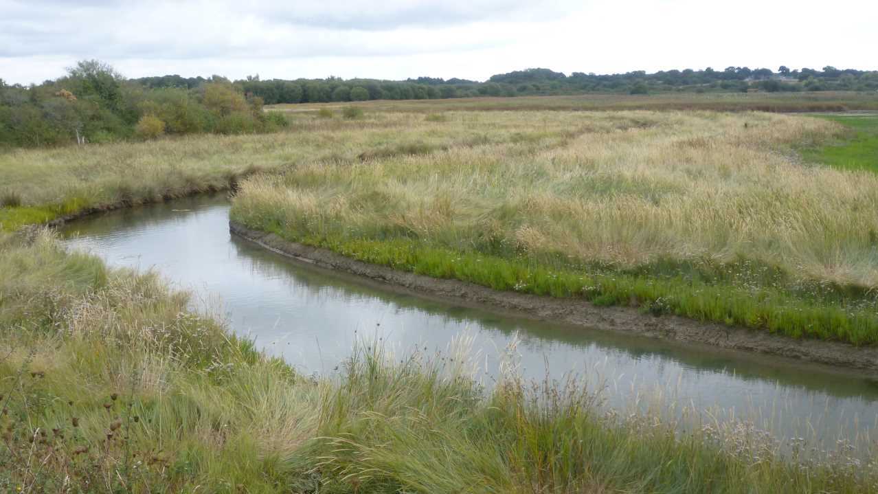 Marais de Pen Mané à Locmiquélic