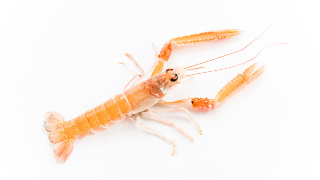 Langoustine du port