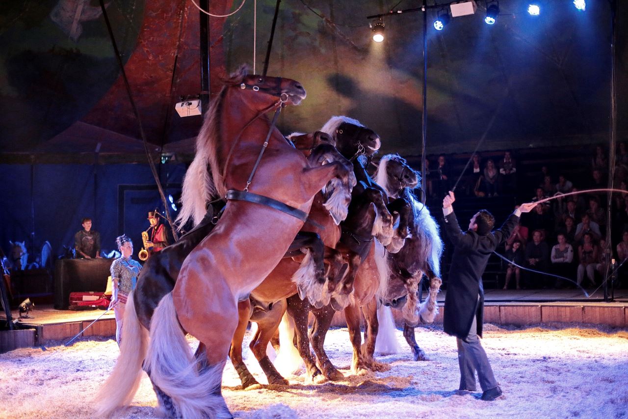 Photo d'un spectacle au Haras national d'Hennebont