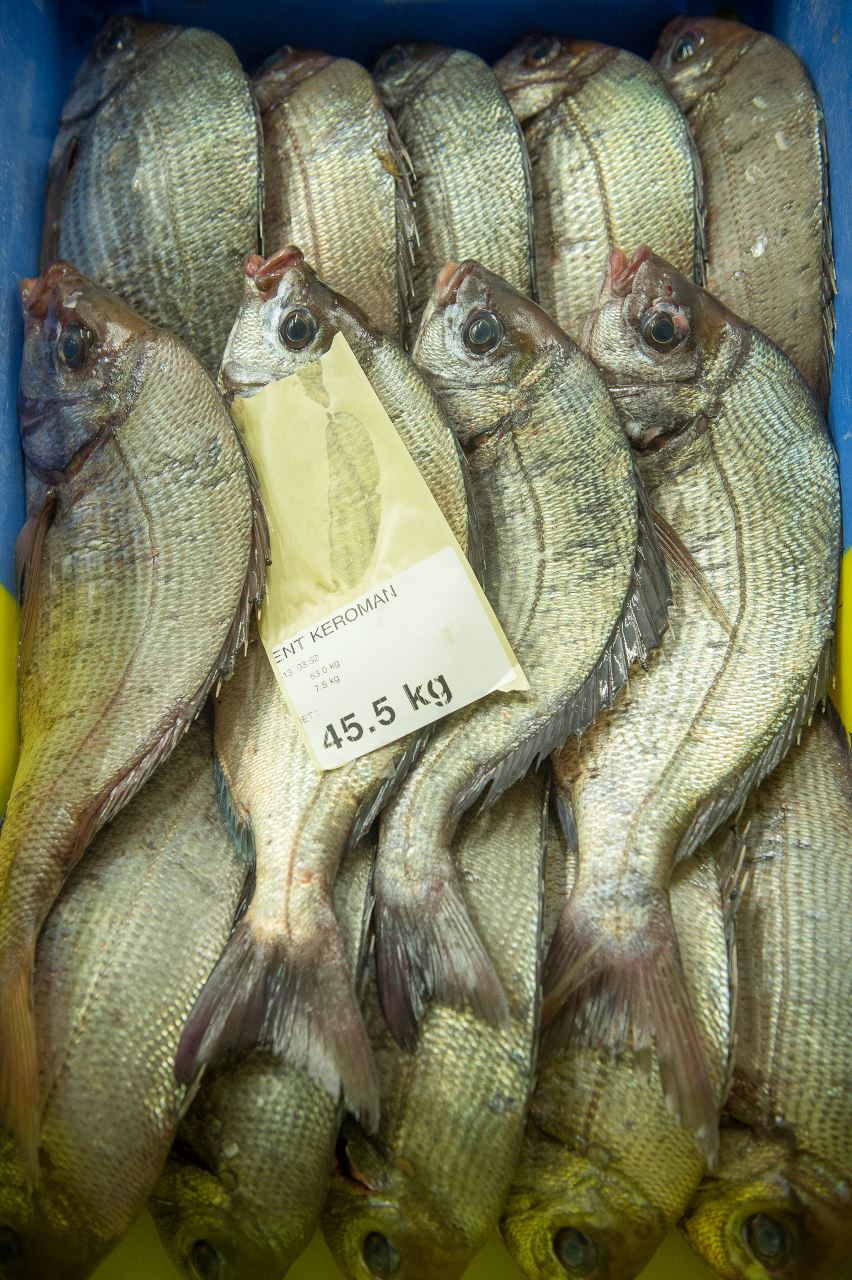 Des daurades au port de pêche de Lorient Keroman