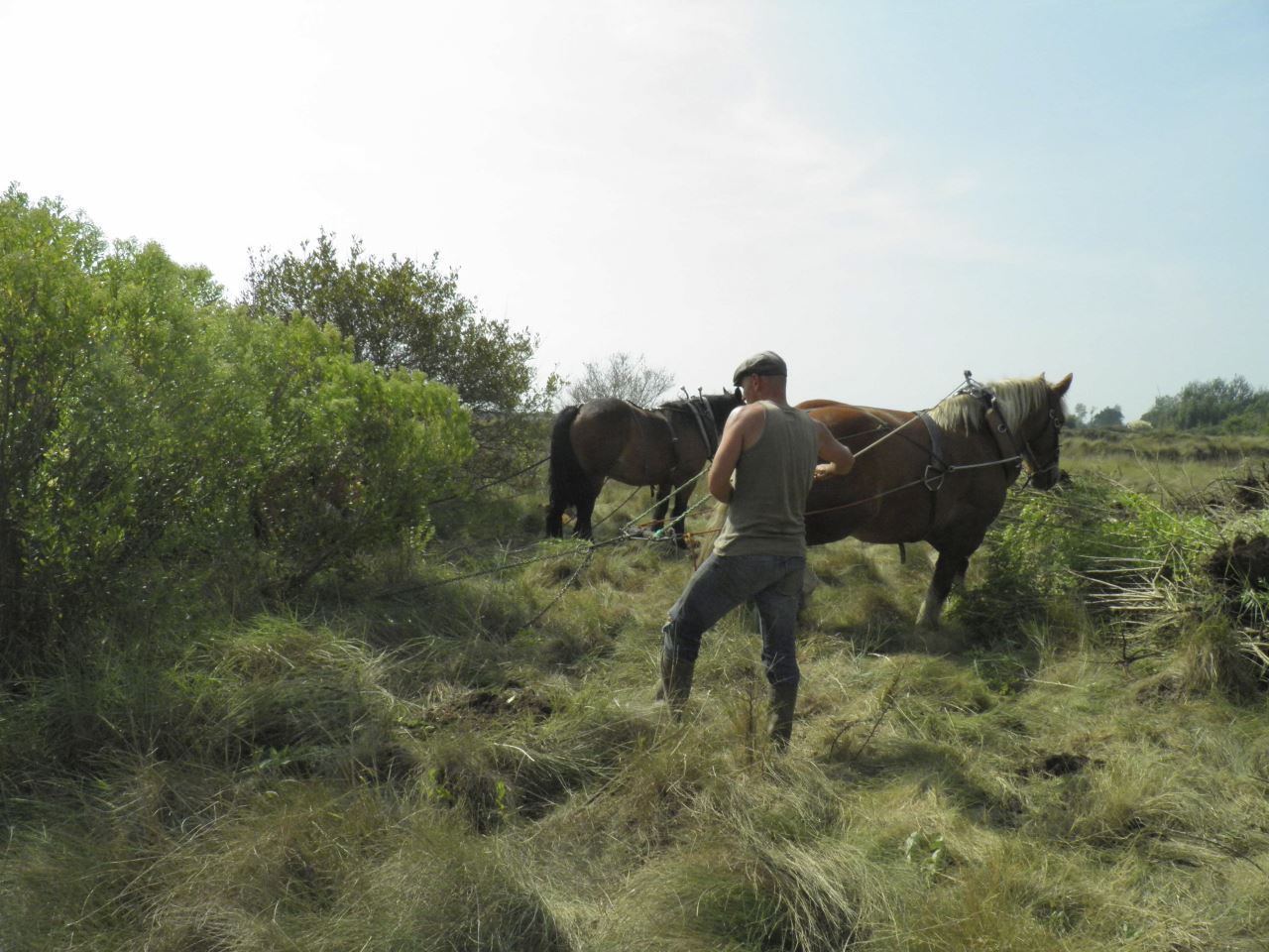 Lorient  Agglomération procède régulièrement, à l'aide de chevaux, à l'arrachage du baccharis et à l'élimination d'autres plantes invasives © DR