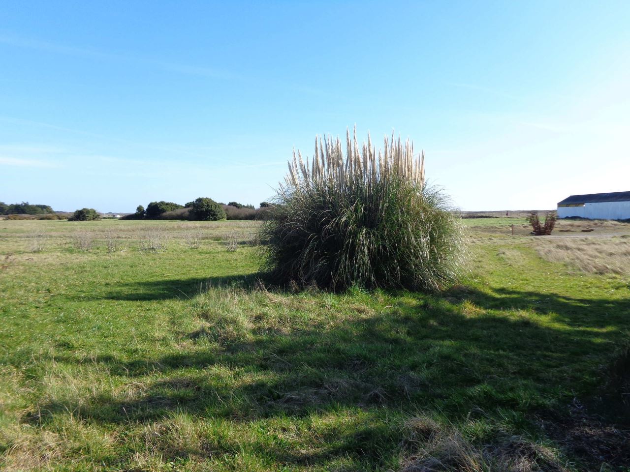 L'herbe de la pampa nuit à la flore locale © DR