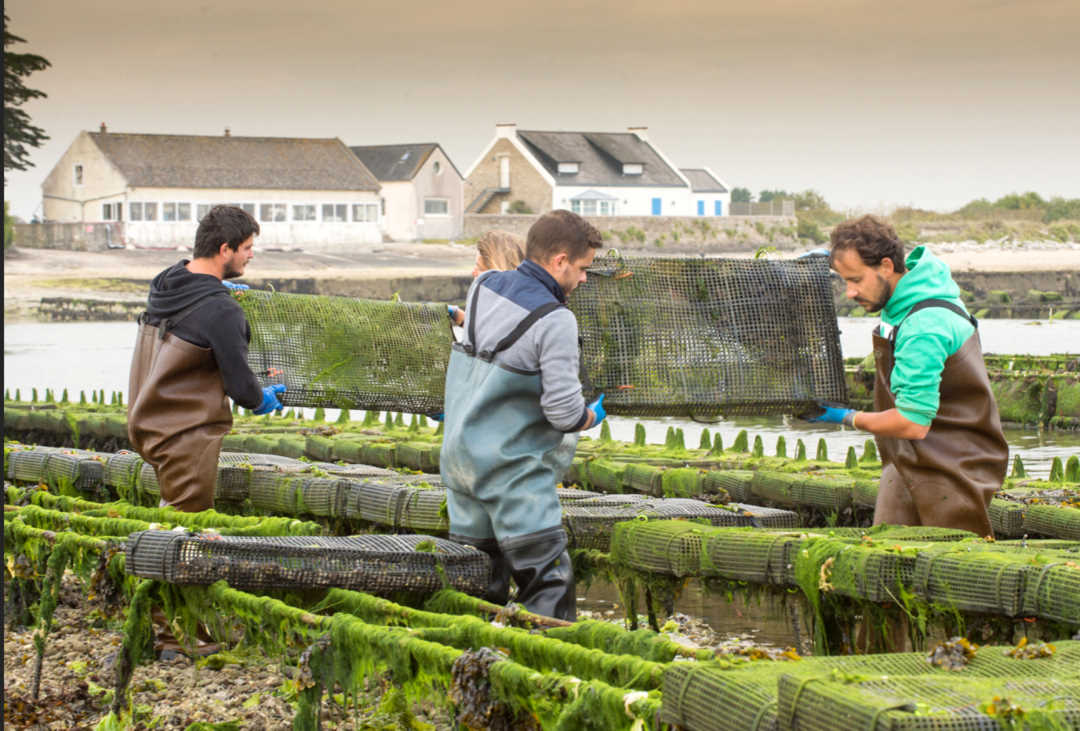 huîtres toute la saveur de la petite mer de Gâvres